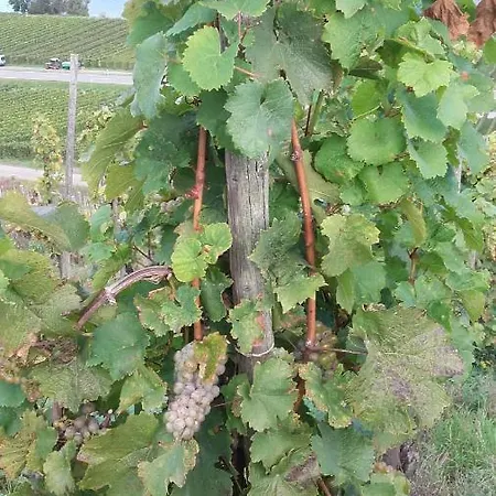 Gaestehaus Moselblick تريتينييم