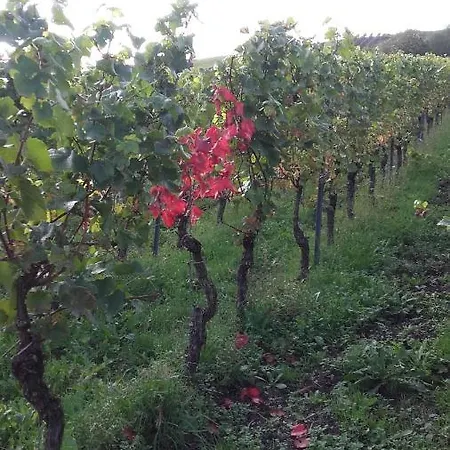 Panzió Gaestehaus Moselblick Trittenheim