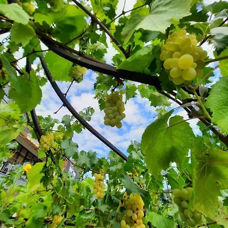 Gaestehaus Moselblick Trittenheim