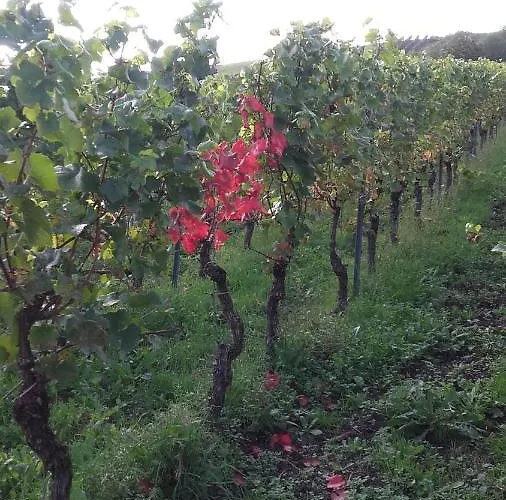 Bed & Breakfast Gaestehaus Moselblick Trittenheim