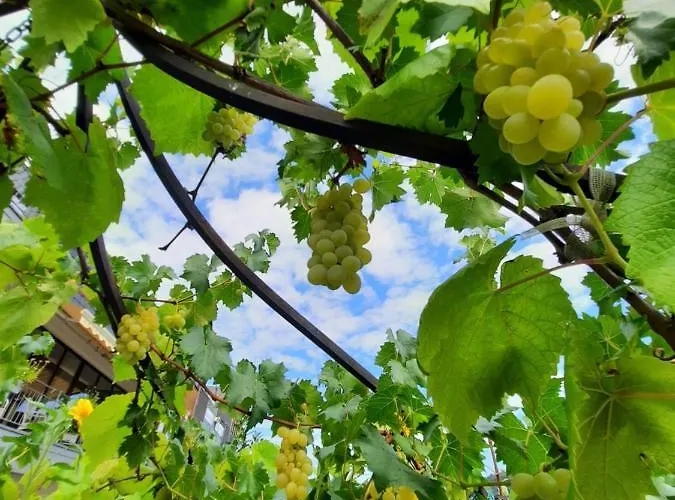 Gaestehaus Moselblick Trittenheim